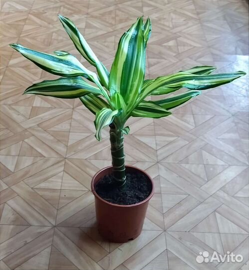 Драцена Фрагранс Еллоу Кост /Dracaena Yellow Coast