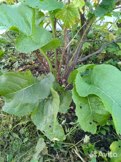 Хрен на посадку