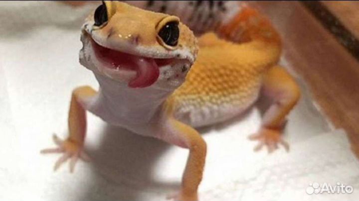 Передержка рептилий