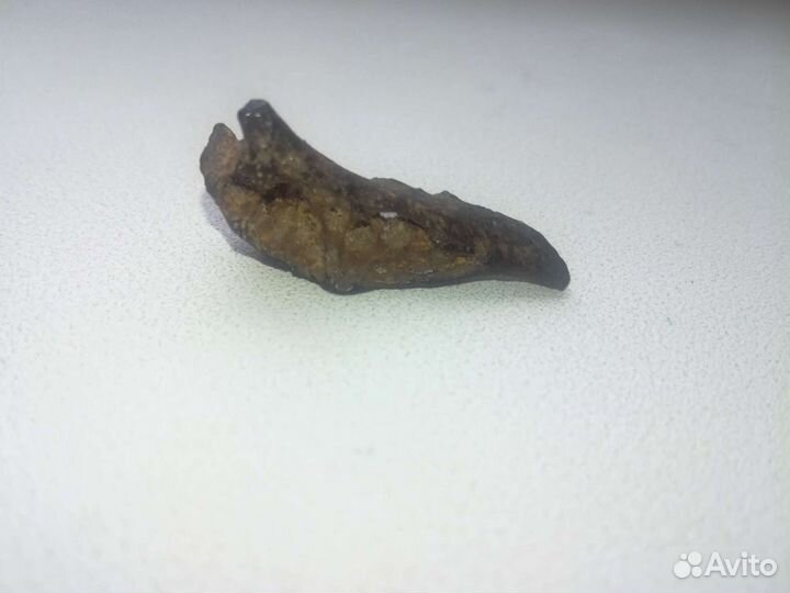 Окаменелости