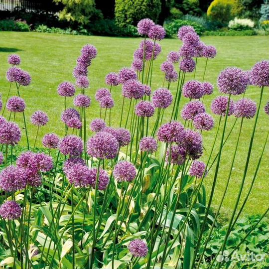 Лук афлатунский