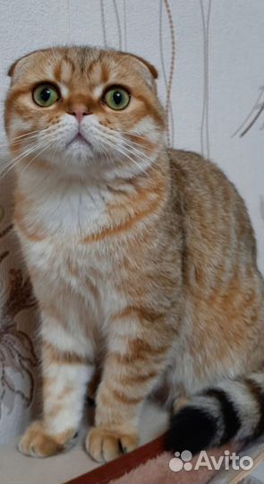 Шотландский кот вязка