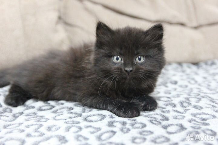 Метисы сибирской кошки