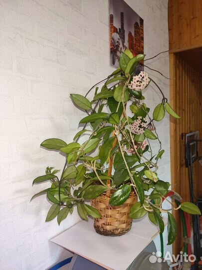 Огромная Хойя Карноза