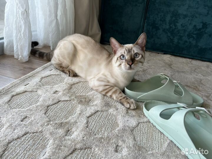 Бенгальский кот вязка линкс