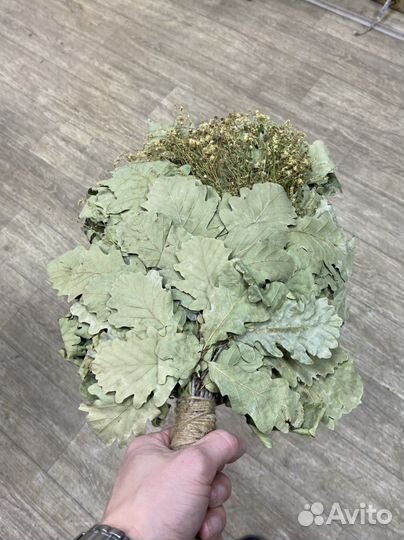 Краснодарский дуб