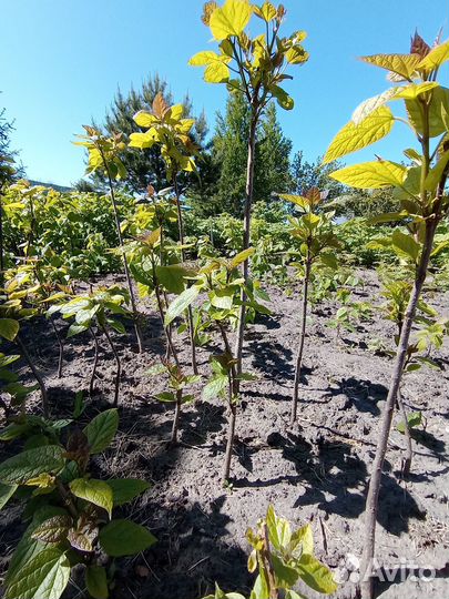 Саженцы катальпы