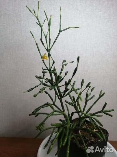 Комнатные цветы, перец острый