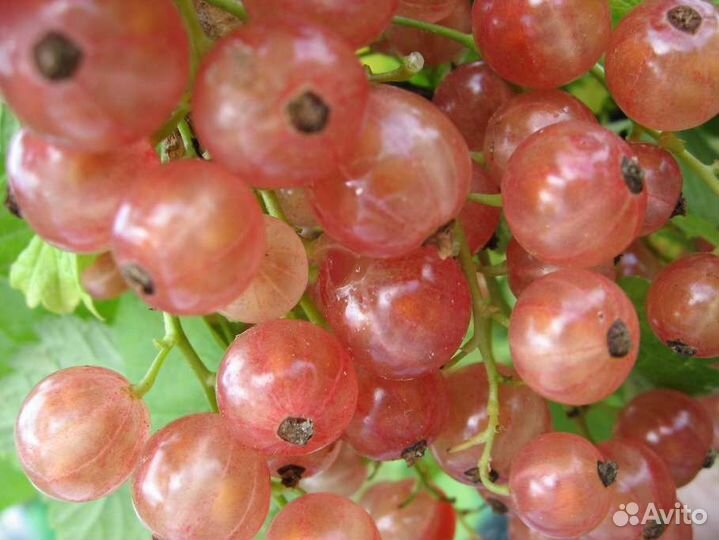 Саженцы смородины:чёрная, красная, белая