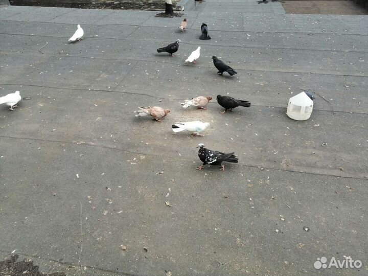 Голуби бакинские бойные