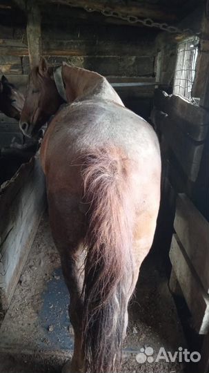 Лошадь кобыла