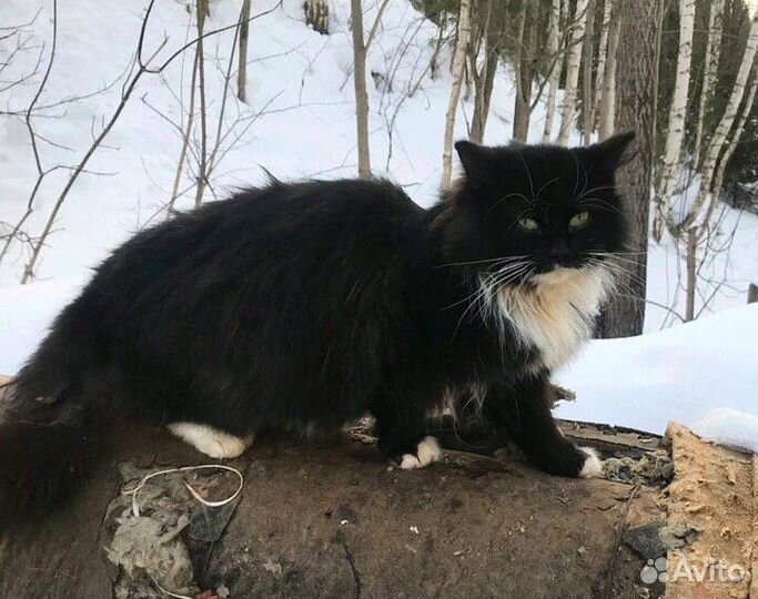 Кот ищет дом