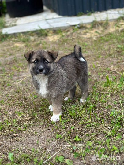 Щенки в добрые руки даром