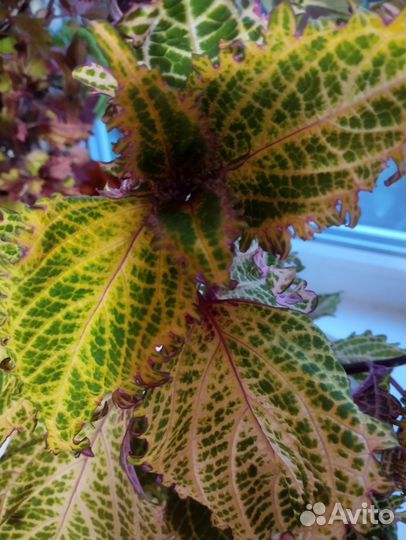 Цветы комнатные