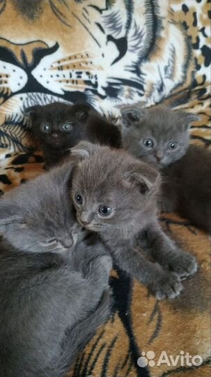 Шотландские котята