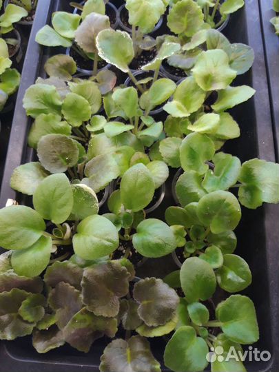 Наборы деток сортовых фиалок. 10шт+ 2 в подарок