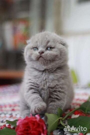 Шотландские кукольные детки