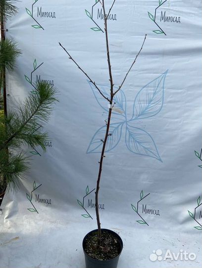 Черевишня саженцы с доставкой