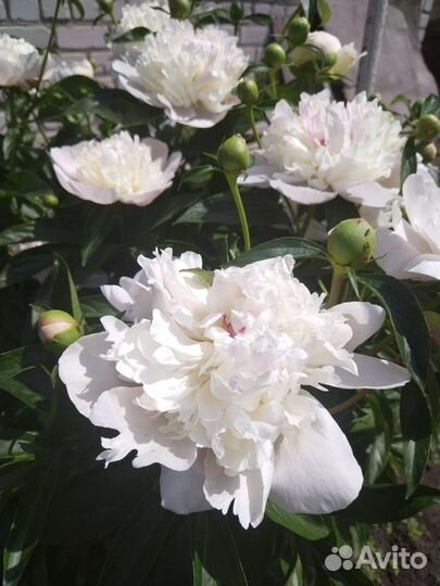 Многолетники садовые