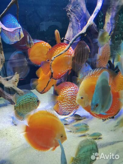 Дискусы леопарды, туркисы, пиджены