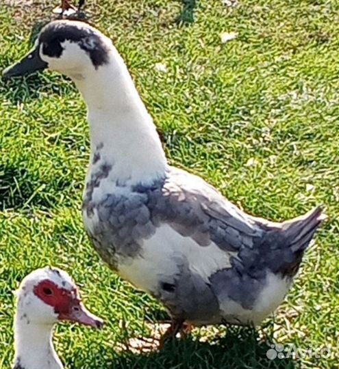 Индо утки и голубой фаворит