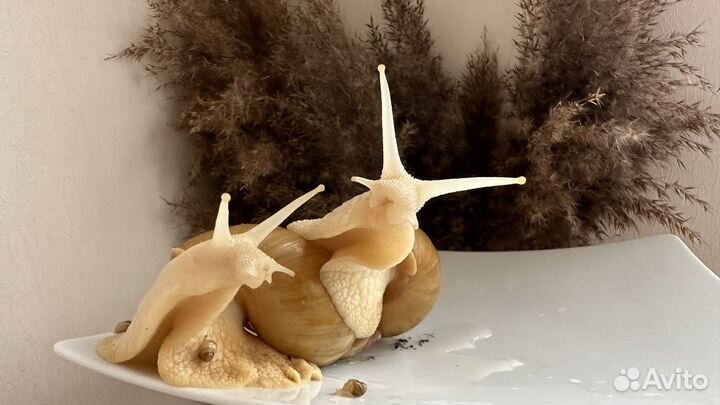 Улитки ахатины бесплатно