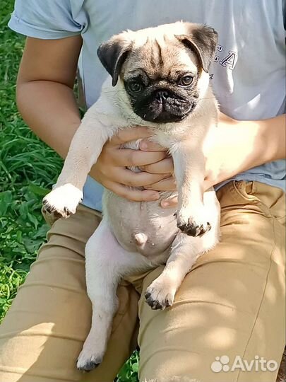 Щенки мопса