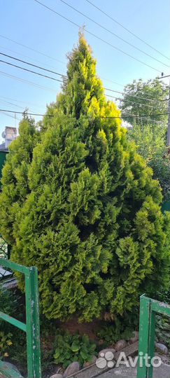 Туя западная желтокончиковая (саженцы)