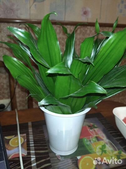 Комнатные растения цветы