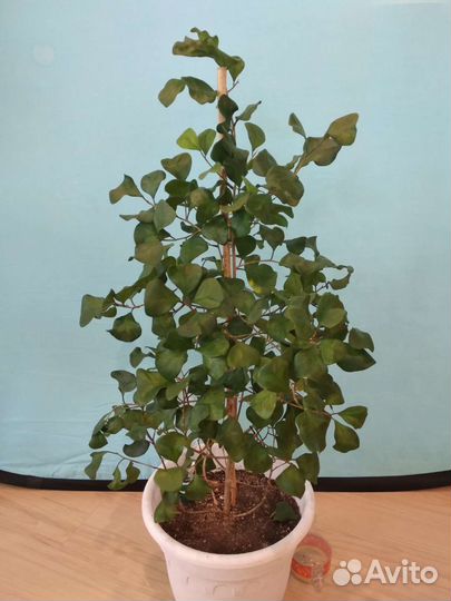 Фикусы. Грин дрим