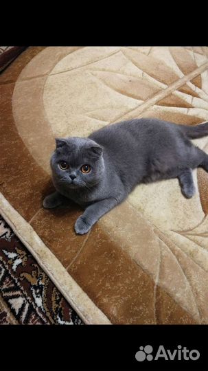 Шотландский кот домашний