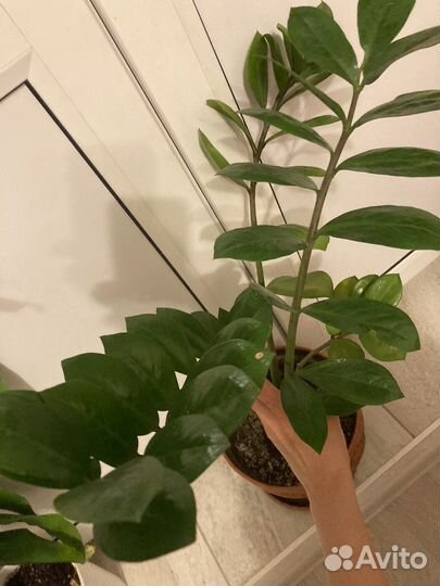 Замиокулькас