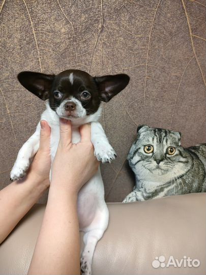 Щенки чихуахуа