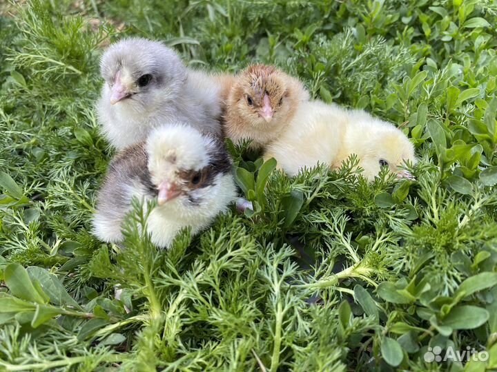Цыплята кур несушек
