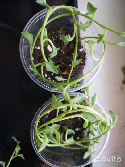 Крестовники Роули, Дельфины, Арчера