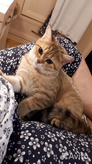 Шотландская кошка дом.любимцы,10.03.21