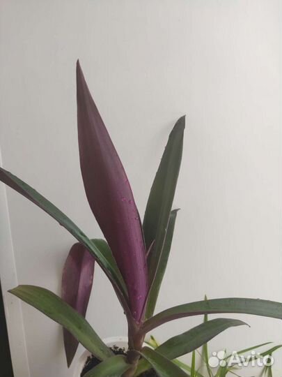 Цветы: Рео, традесканция, сциндапсус