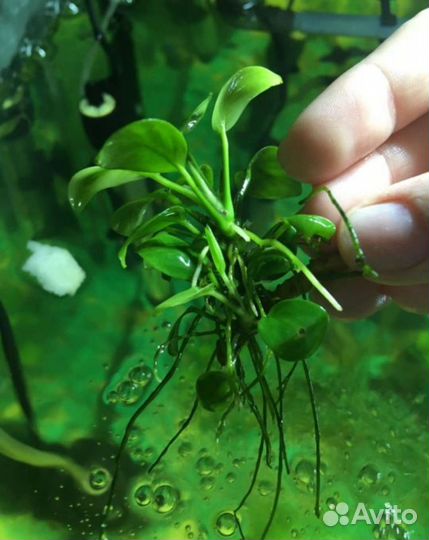Растения для аквариума Анубиас нано