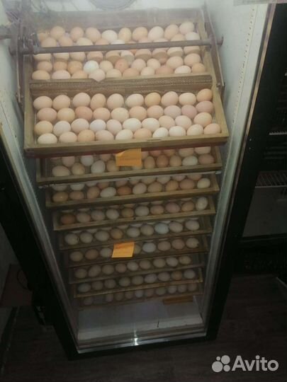 1Инкубатор для яиц и выводной шкаф автоматические