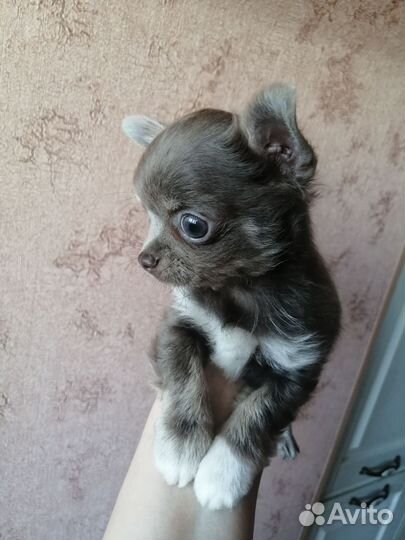 Чихуахуа мини