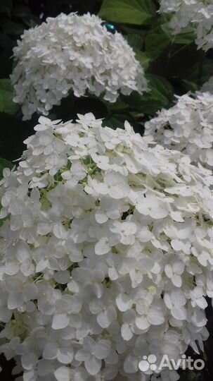Гортензия древовидная