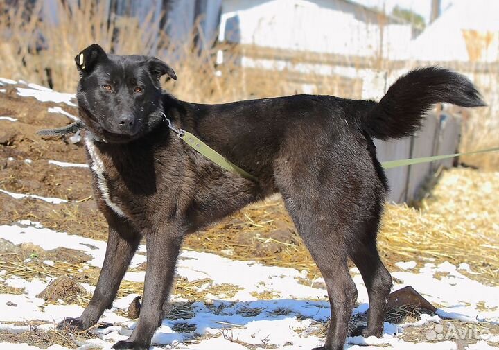 Собака в добрые руки