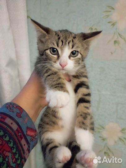 Котенок Рыська в добрые руки