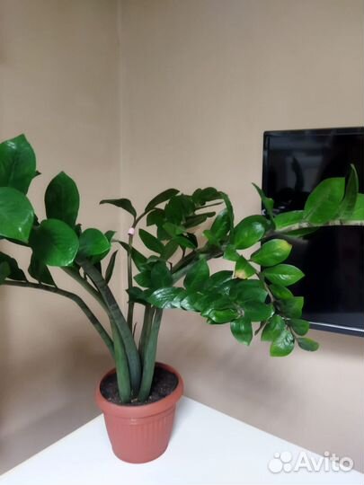 Замиокулькас