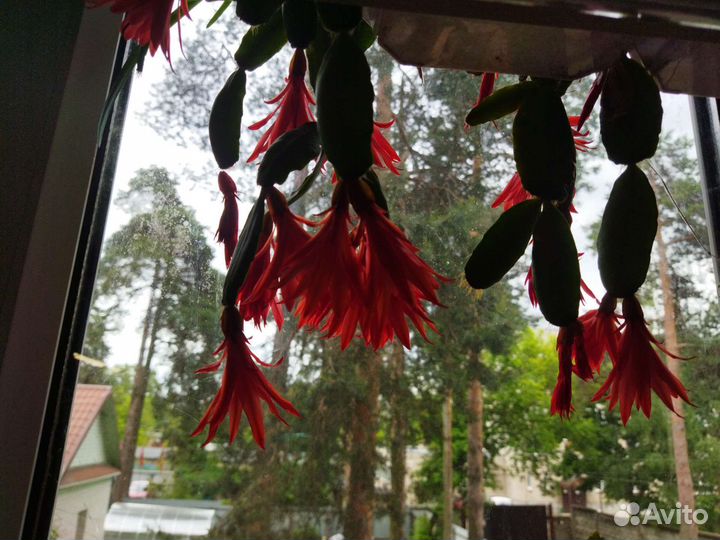 Декабристы красные,белые,розовые,гиппеаструмы др