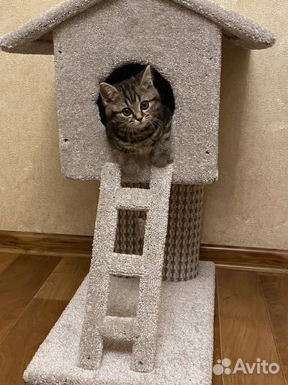 Домик для кошек