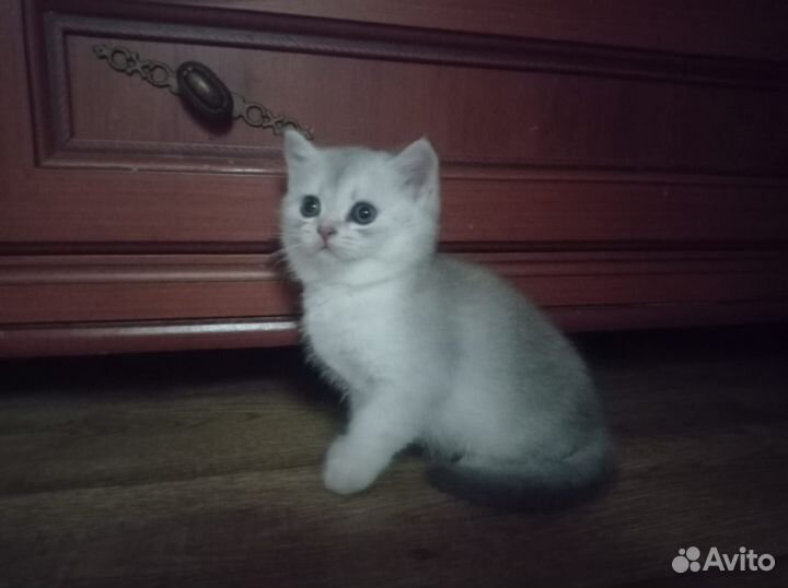 Британский котик