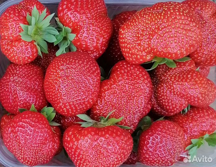 Рассада клубники Сенсация