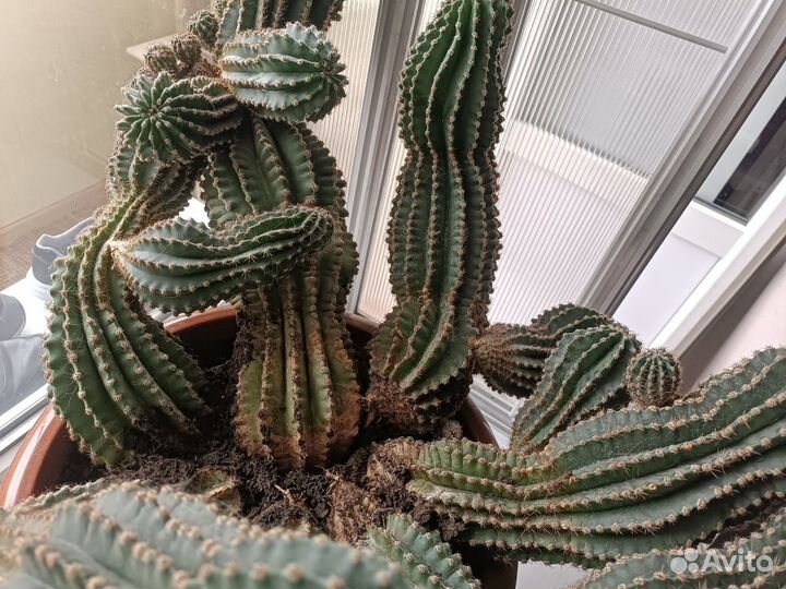 Кактус отростки бесплатно