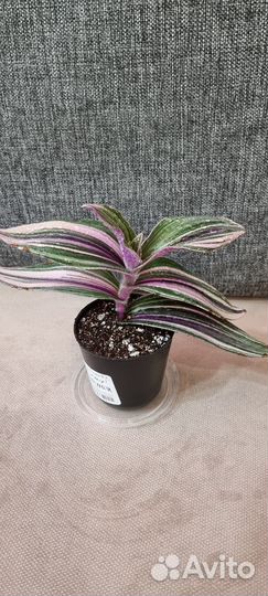 Традесканция pink furry